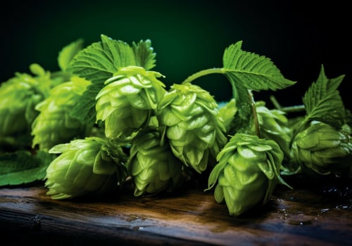 Hops and Their Flavors: A Comprehensive Guide to Home Brewing Ingredients